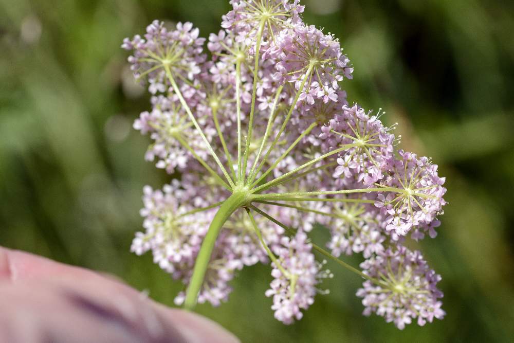 Pimpinella major (Apiaceae)